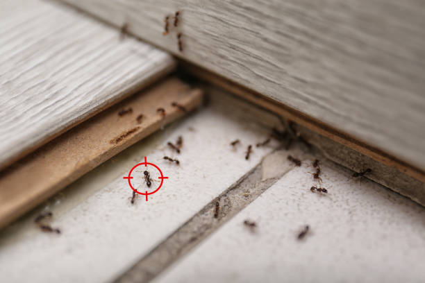 Trusted Lame Deer, MT Pest Control Experts